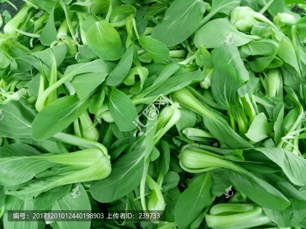 小青菜