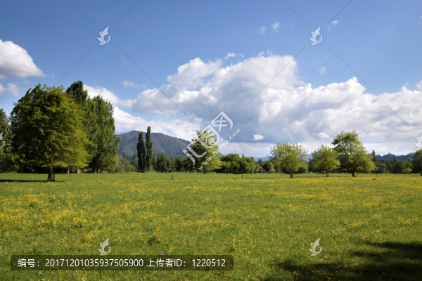 綠色的草地