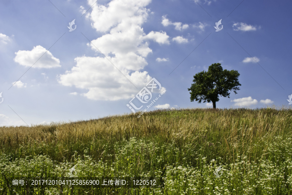 樹(shù)在夏天的草地上