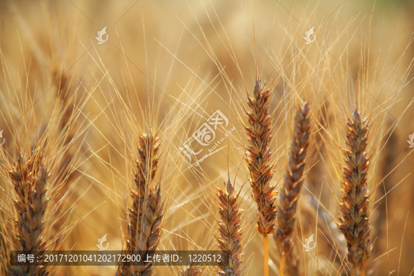 農(nóng)業(yè)