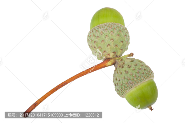 橡子宏2