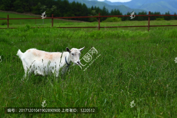 動物
