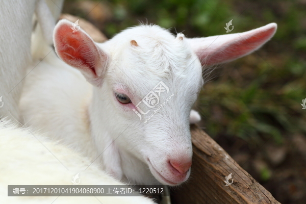 動物