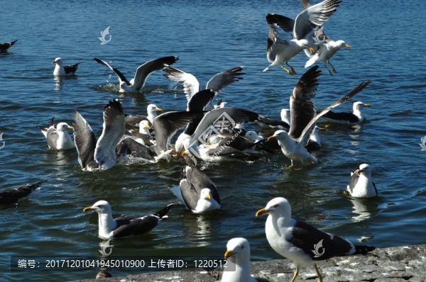 海鷗