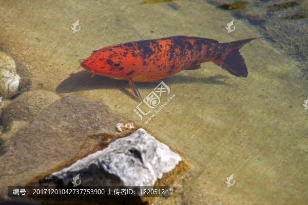 科比