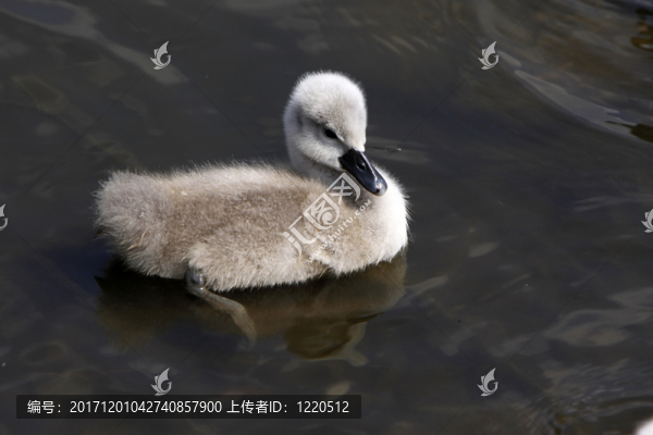 疣鼻天鵝小雞