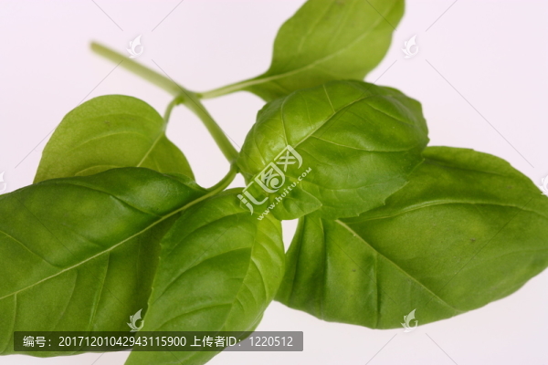 羅勒屬植物