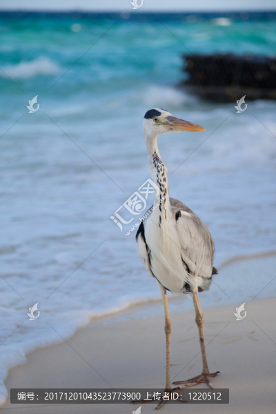 在海灘的灰色蒼鷺