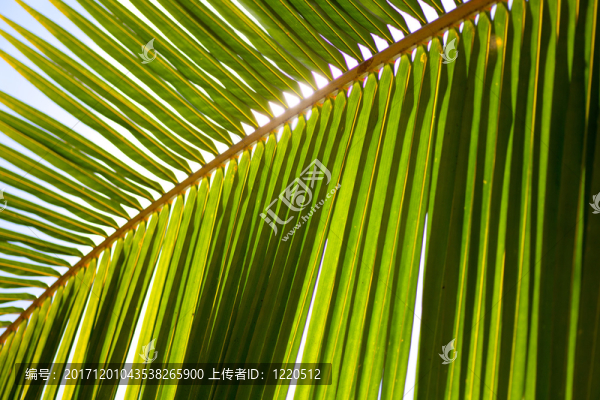 棕櫚葉與半透明的太陽
