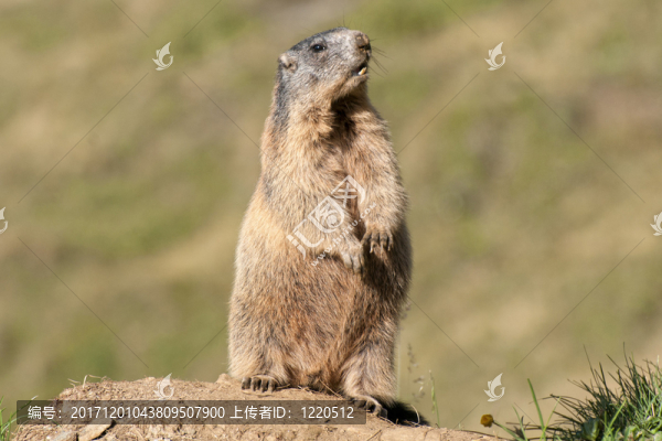 動物