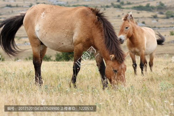 馬