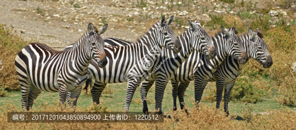 5斑馬全景