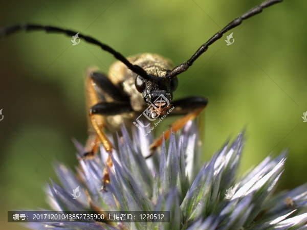 stictoleptura,rubra-m？nchen