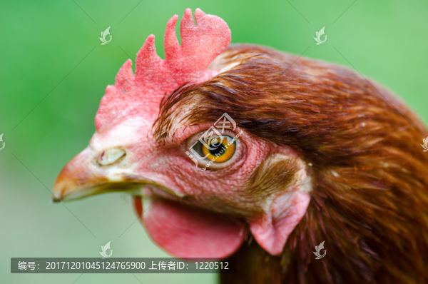 鳥(niǎo)