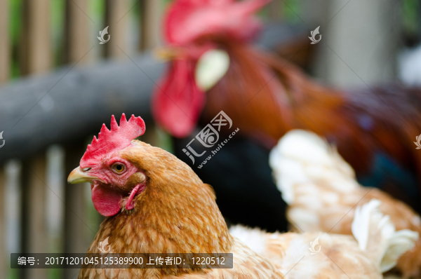 鳥(niǎo)