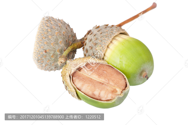 微距拍攝（隔離）由2個(gè)橡子，橫截面的橡子