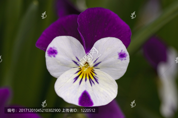 紫羅蘭,-,紫羅蘭,-,中提琴