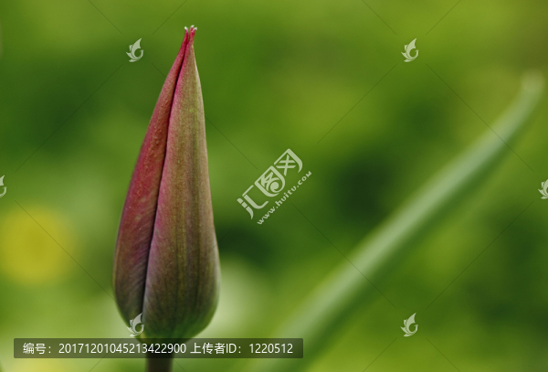 郁金香芽,-,郁金香