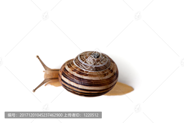 發(fā)現(xiàn)蝸牛cornu,aspersum