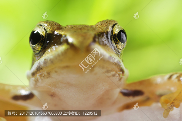 moorfrosch