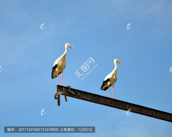 鳥