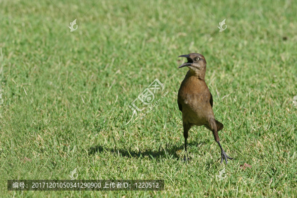 抗議鳥