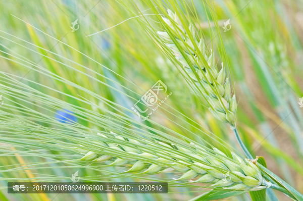 農(nóng)業(yè)