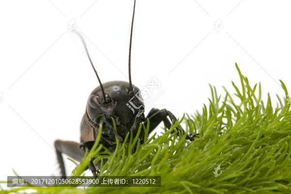 昆蟲