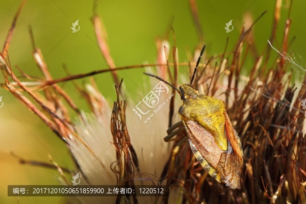beerenwanze，Dolycoris,baccarum