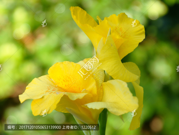 陽臺和花園的花朵