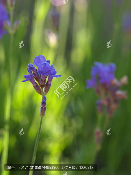 薰衣草