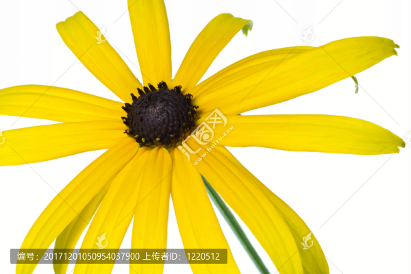 黃色coneflower（黃金菊），可選