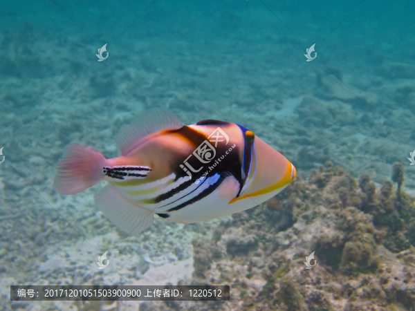 瀉湖鮭魚