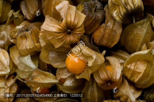 空泡細(xì)胞