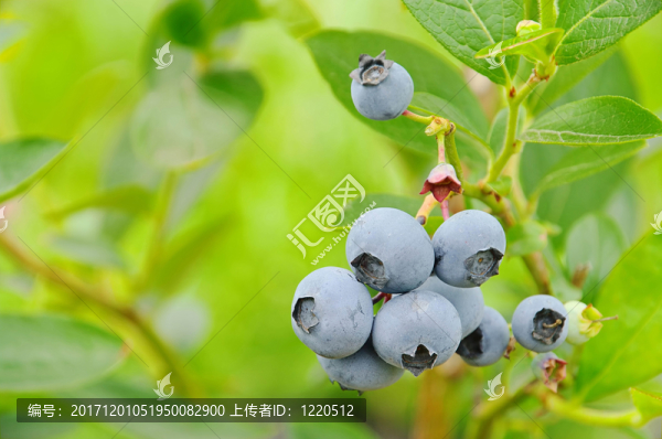 在灌木藍(lán)莓上的藍(lán)莓01-,05