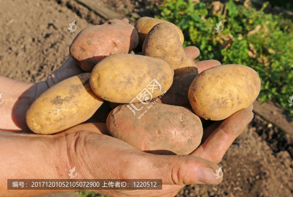 kartoffelernte