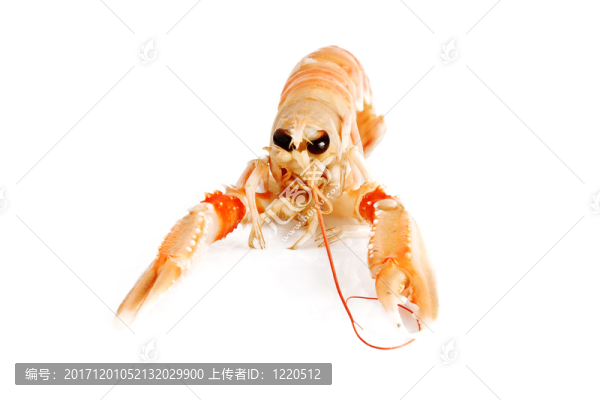 靜物