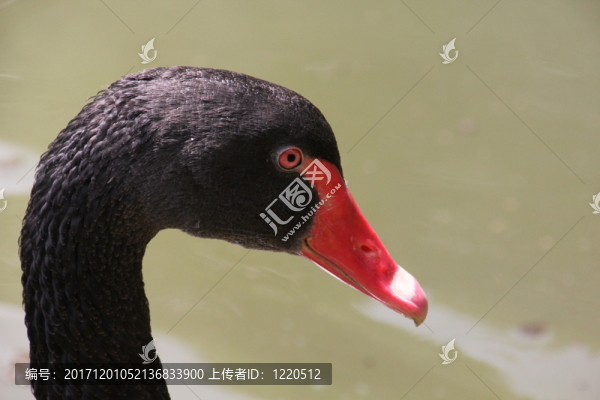 動(dòng)物