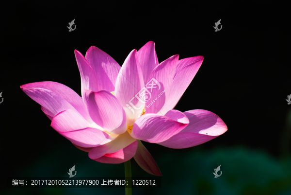 美麗的