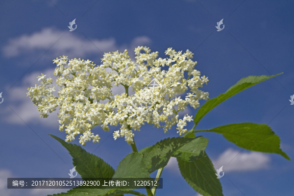 holunderbusch,,-,在kochler沼澤的自然藥房