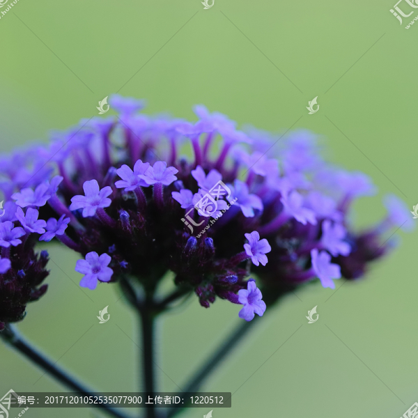紫色的花
