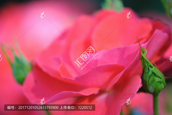 玫瑰