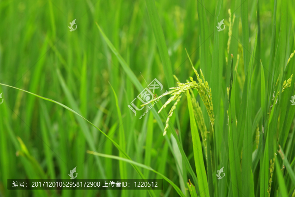 緊密的