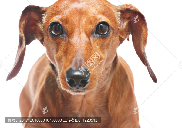 隔離的