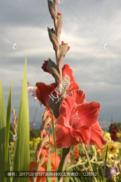 紅色唐菖蒲