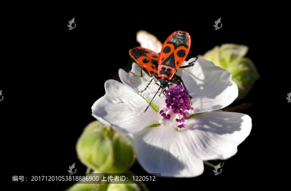 feuerwanzen開花