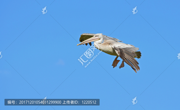 登陸一只鵜鶘