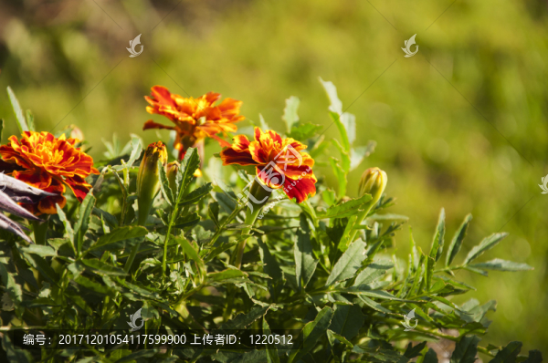 花園