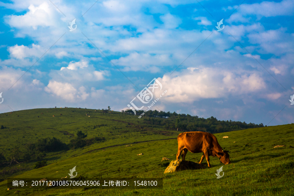 高山草甸