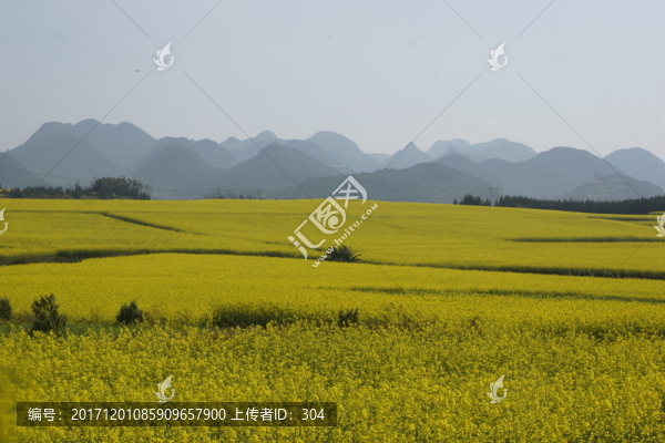 油菜花